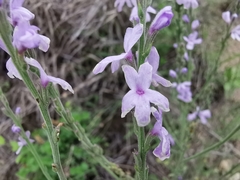 Verbena cloverae