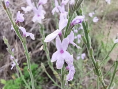 Verbena cloverae
