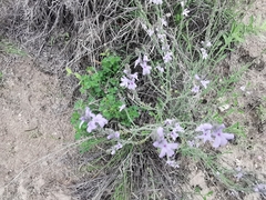 Verbena cloverae