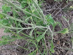 Verbena cloverae