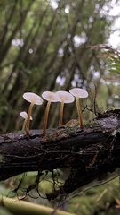 Mycena subulifera