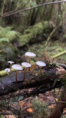 Mycena subulifera