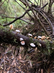 Mycena subulifera
