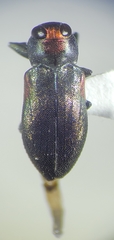 Chrysobothris acaciae