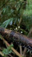 Mycena chusqueophila