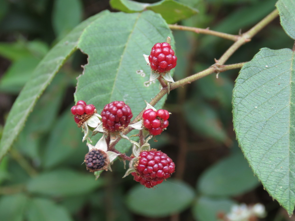 Rubus miser