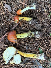 Amanita erythrocephala