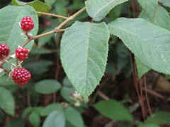Rubus miser