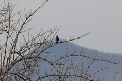 Turdus philomelos
