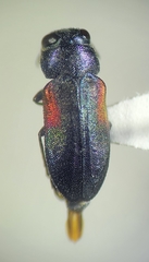 Chrysobothris humilis