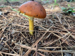 Amanita erythrocephala