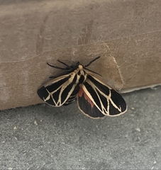 Apantesis parthenice