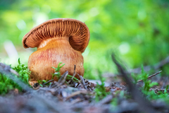 Cortinarius rubellus
