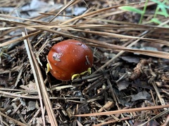 Amanita erythrocephala