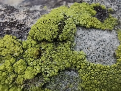 Lecanora argopholis