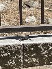 Sceloporus occidentalis