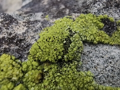 Lecanora argopholis