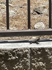 Sceloporus occidentalis