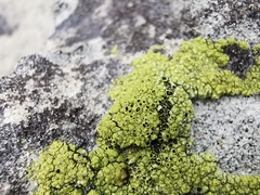 Lecanora argopholis