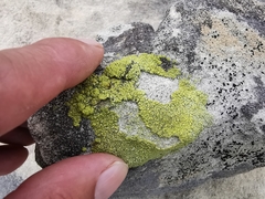 Lecanora argopholis