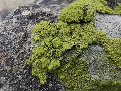Lecanora argopholis