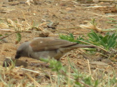 Passer diffusus stygiceps