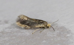 Cauchas dietziella