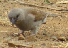 Passer diffusus stygiceps