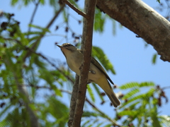 Vireo altiloquus