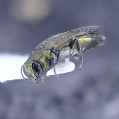 Agrilus olivicolor