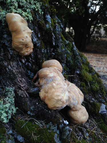 iNaturalist observation photo of Mushrooms, Bracket Fungi, Puffballs, and Allies