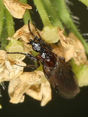 Dilophus strigilatus