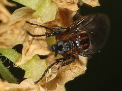 Dilophus strigilatus