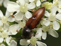 Agriotes ustulatus
