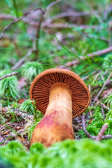 Cortinarius rubellus