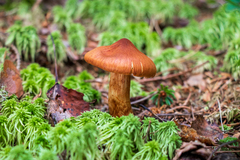 Cortinarius rubellus