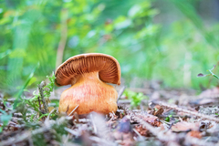 Cortinarius rubellus