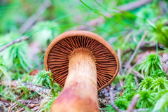 Cortinarius rubellus