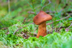 Cortinarius rubellus