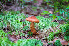 Cortinarius rubellus