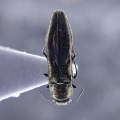 Agrilus olivicolor