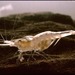 Kentucky Cave Shrimp - Photo (c) U.S. Fish and Wildlife Service Headquarters, some rights reserved (CC BY)