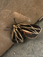 Apantesis parthenice