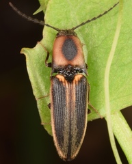Megapenthes limbalis