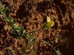 Lotus jolyi