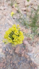 Chylismia claviformis lancifolia
