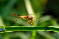 Crocothemis servilia