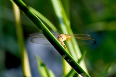 Crocothemis servilia