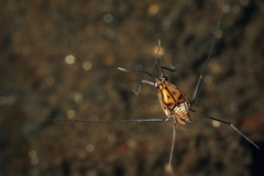 Trepobates pictus