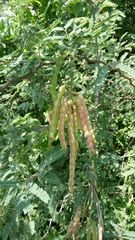 Prosopis tamaulipana